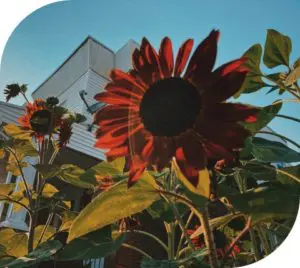 Sunflower Picture from Garden