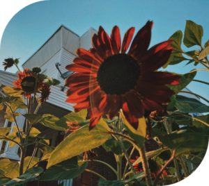 Sunflower Picture from Garden